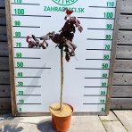 Lieska obyčajná (Corylus avellana) ´RED MAJESTIC´ - výška 60-80 cm, kont. C5L - NA KMIENKU